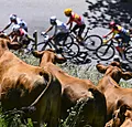 De eerste Tourweek: Belgische glorie en een mokerslag