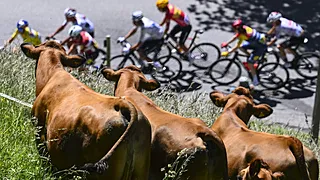 De eerste Tourweek: Belgische glorie en een mokerslag