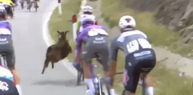 TUSSENSPRINT: Giro zorgt meteen voor record, geit valt renner aan