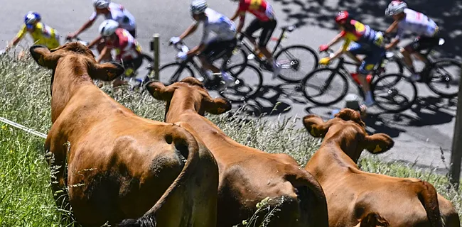 De eerste Tourweek: Belgische glorie en een mokerslag