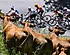 De eerste Tourweek: Belgische glorie en een mokerslag